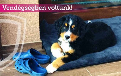 Vendégségben voltunk…